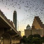 South Congress Bat Bridge