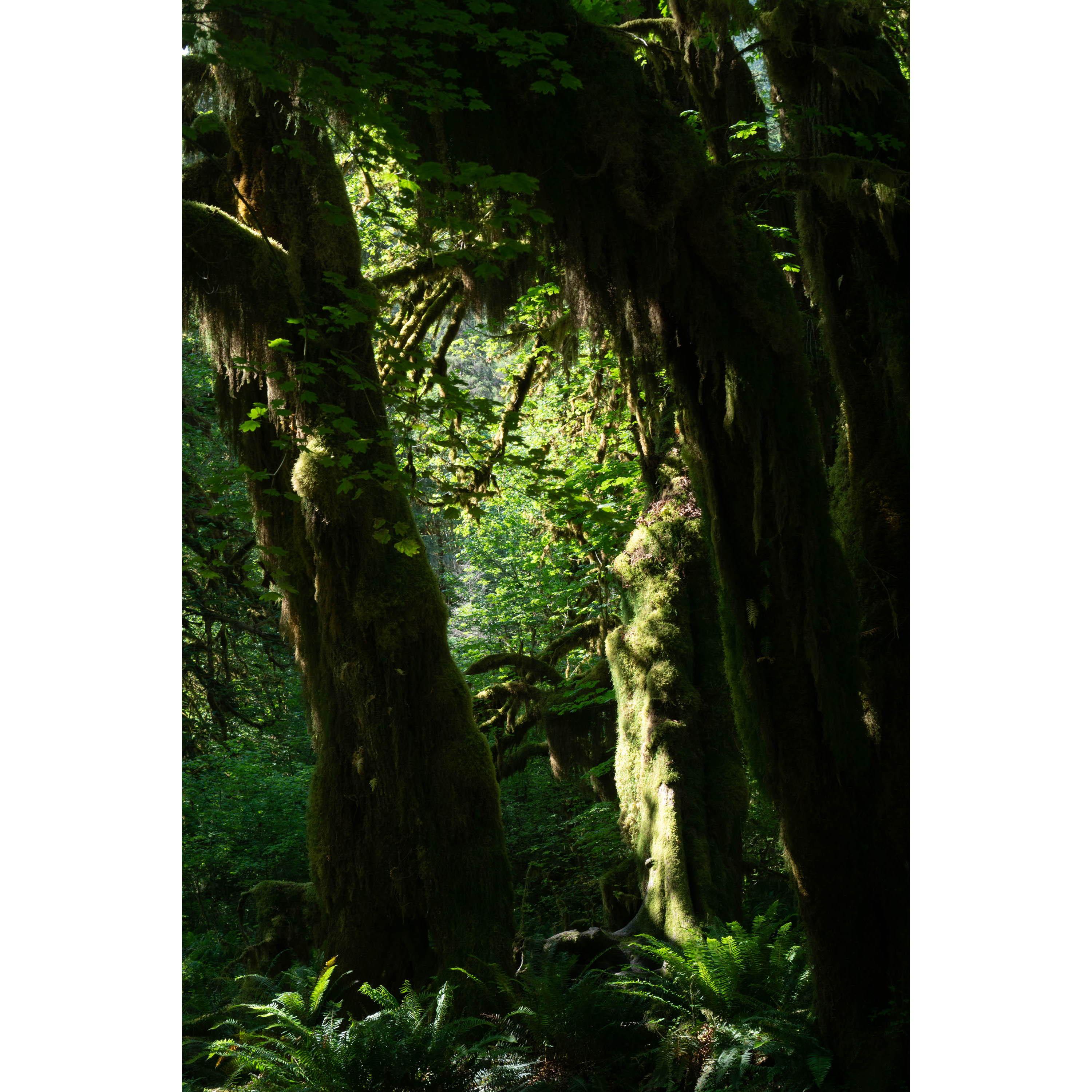 Hall of Mosses in the Hoh Rain Forest
