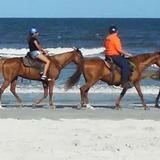 Happy Trails Walking Horses