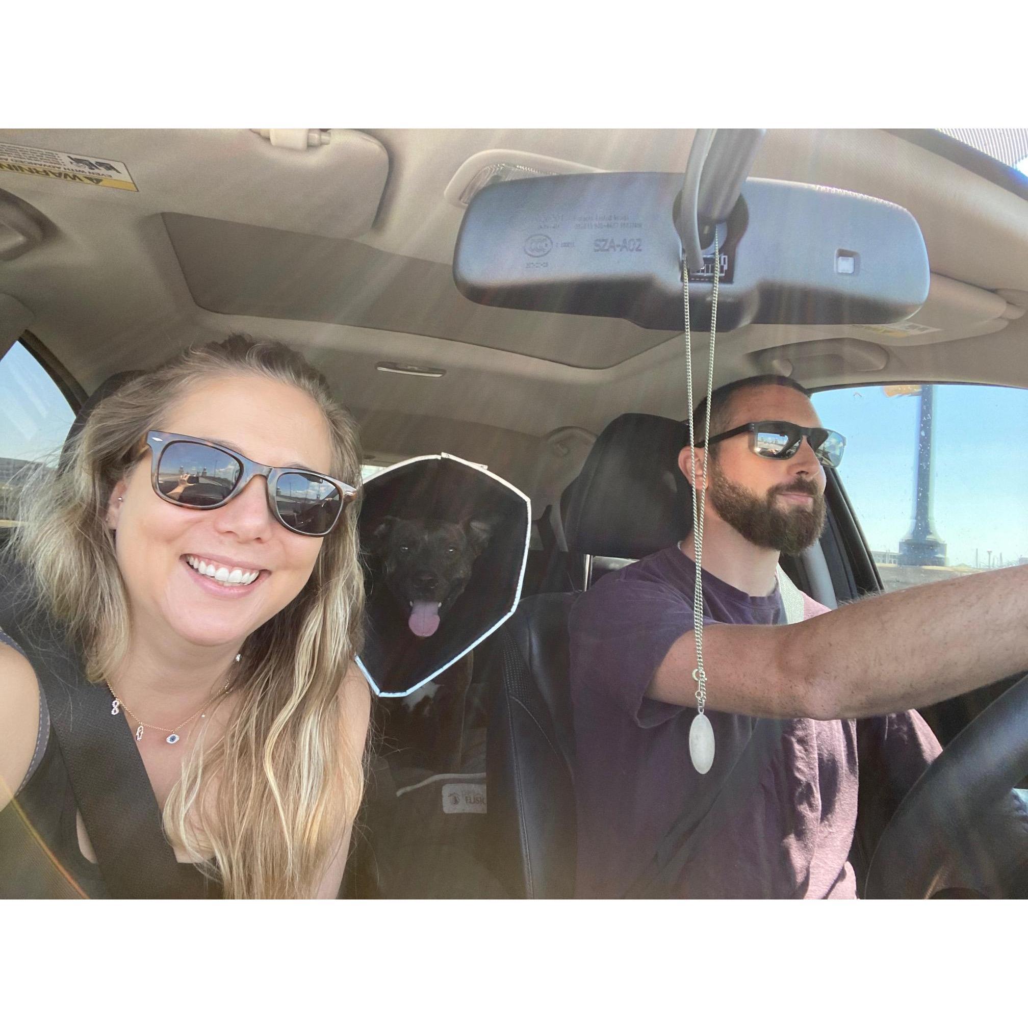 Road trip with a weirdo who loves being in her cone!