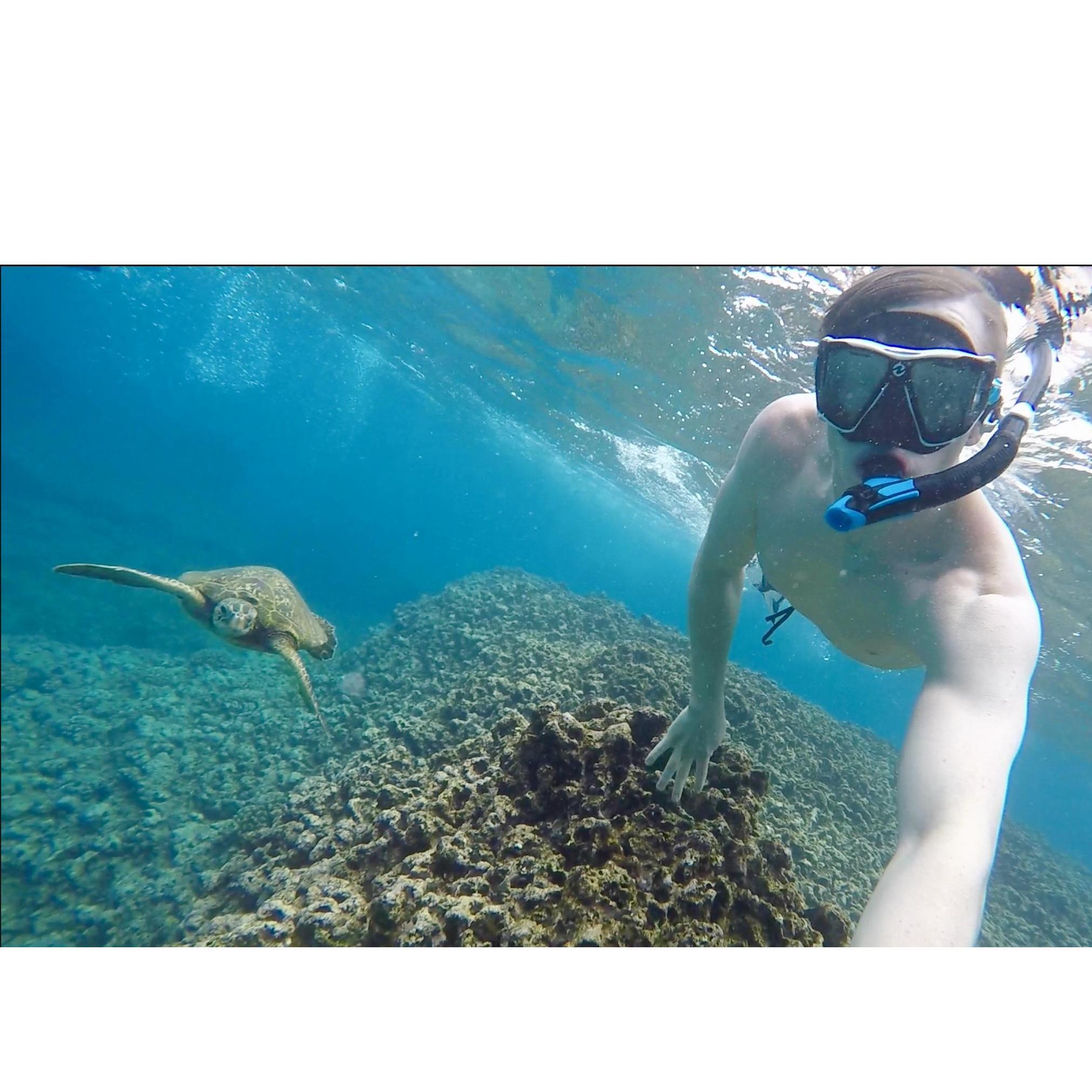 Turtles on Oahu