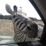 Natural Bridge Wildlife Ranch