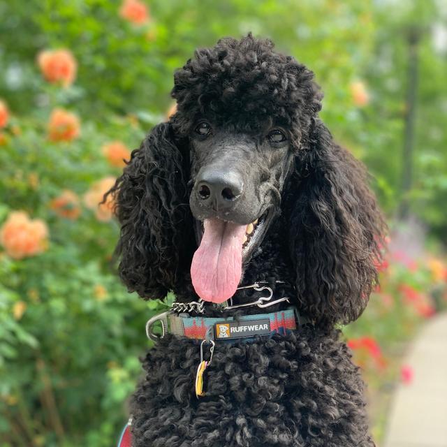 Pamper Our Poodle
