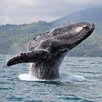 Whale Watching