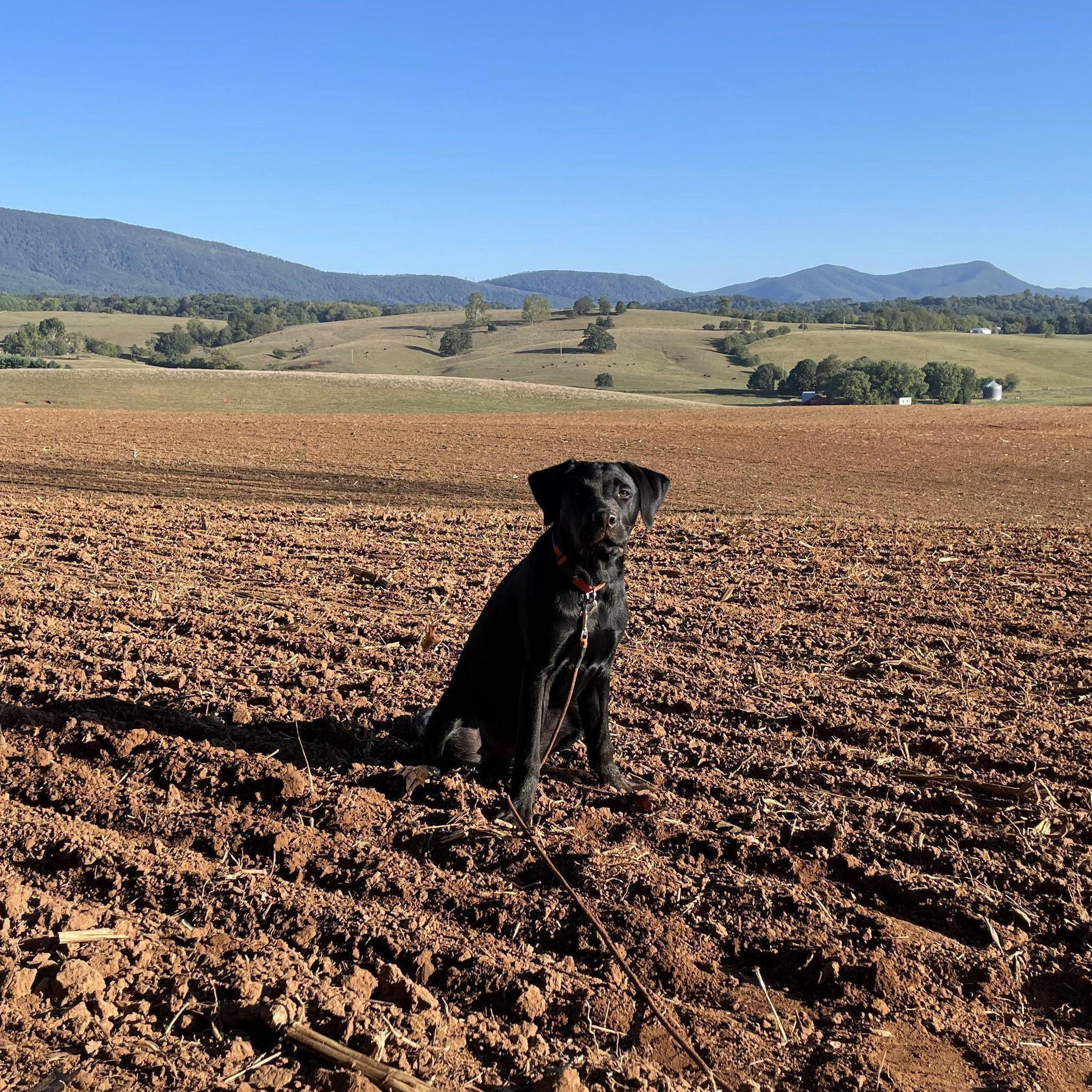 Our Bird Dog - Sweet Baby Daddy Range