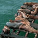 Santa Cruz Wharf