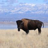 Antelope Island State Park