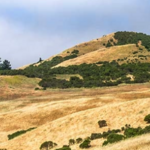 Windy Hill Open Space Preserve