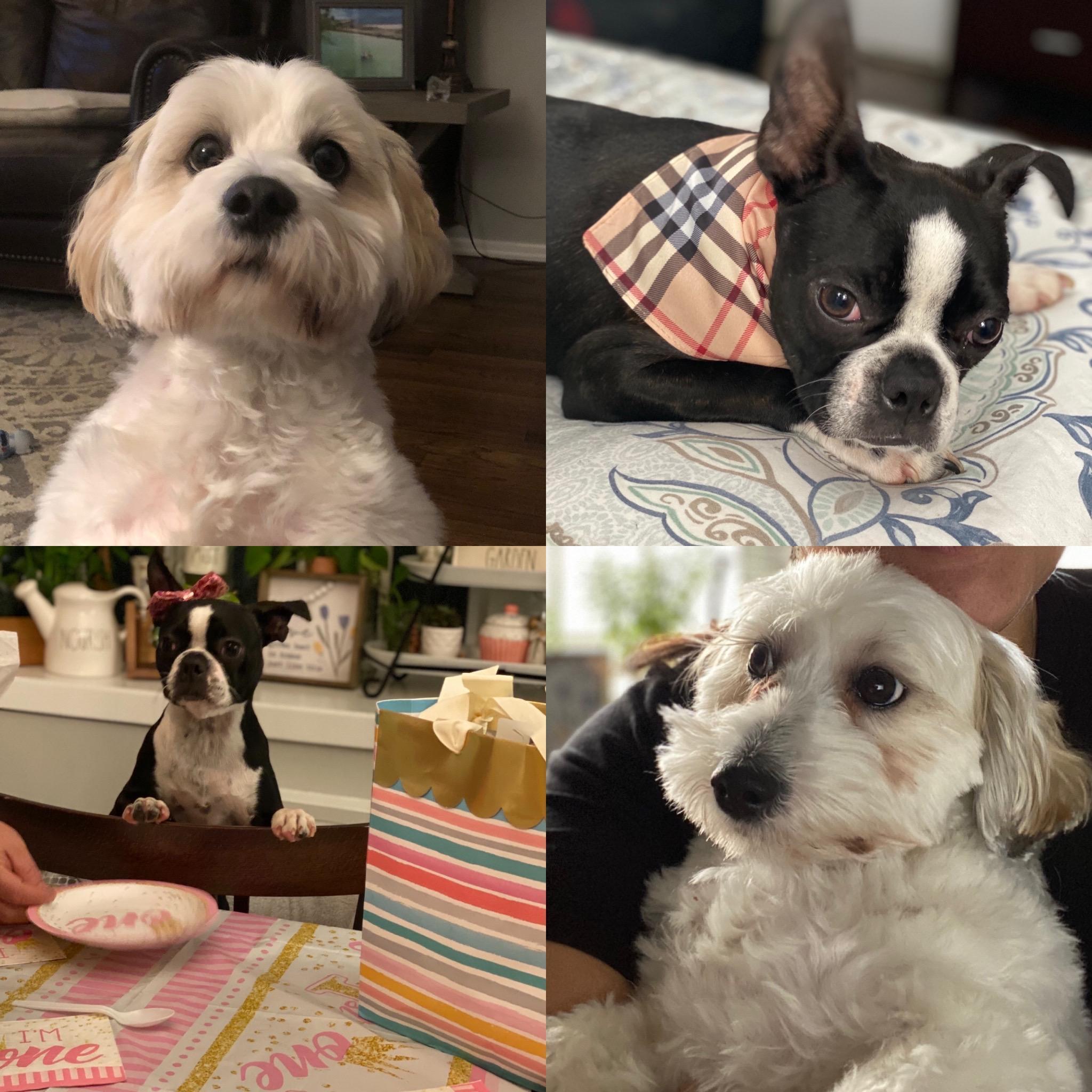Gallagher and Bella 🐾
