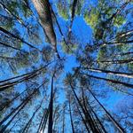 William B. Umstead State Park: Sal's Branch Trail