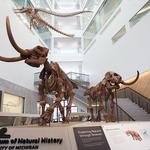 University of Michigan Museum of Natural History