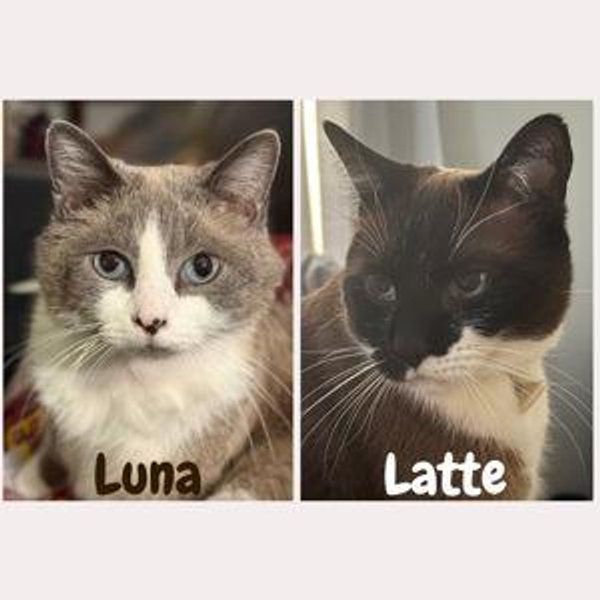 Latte & Luna Fund