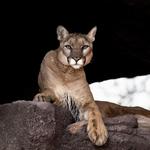 Arizona-Sonora Desert Museum