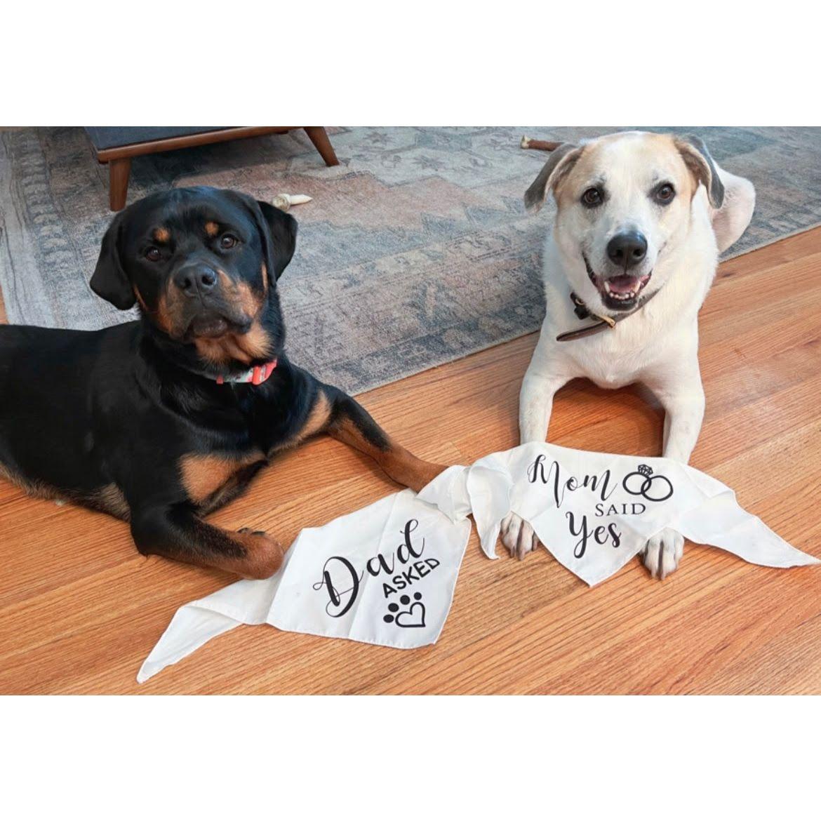 Jen brought these bandanas to the pups daycare so when I picked them up they were wearing them!! Adorable.