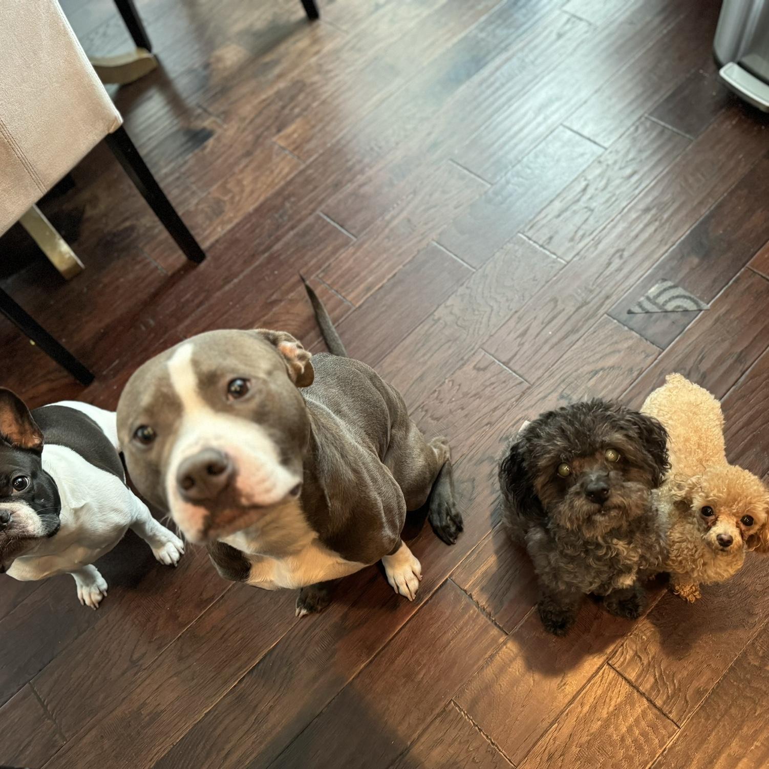 Our fur babies - Akeem, Kobe, Kohl and Violet (l-r)