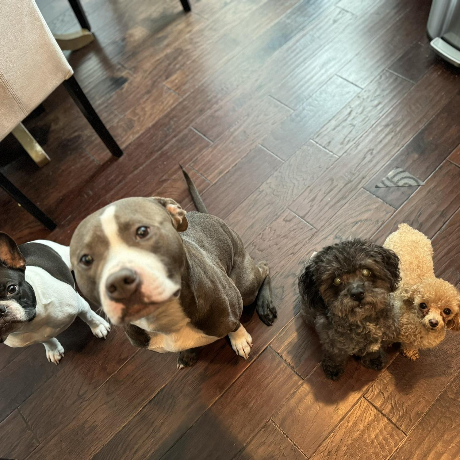 Our fur babies - Akeem, Kobe, Kohl and Violet (l-r)