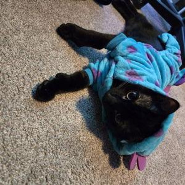 Kitties Fund