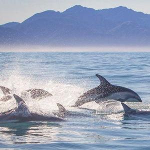 New Zealand - Kaikoura Wild Dolphin Swim