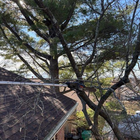 A big thank you to my parents who helped us chop down the dead tree in the front lawn!
