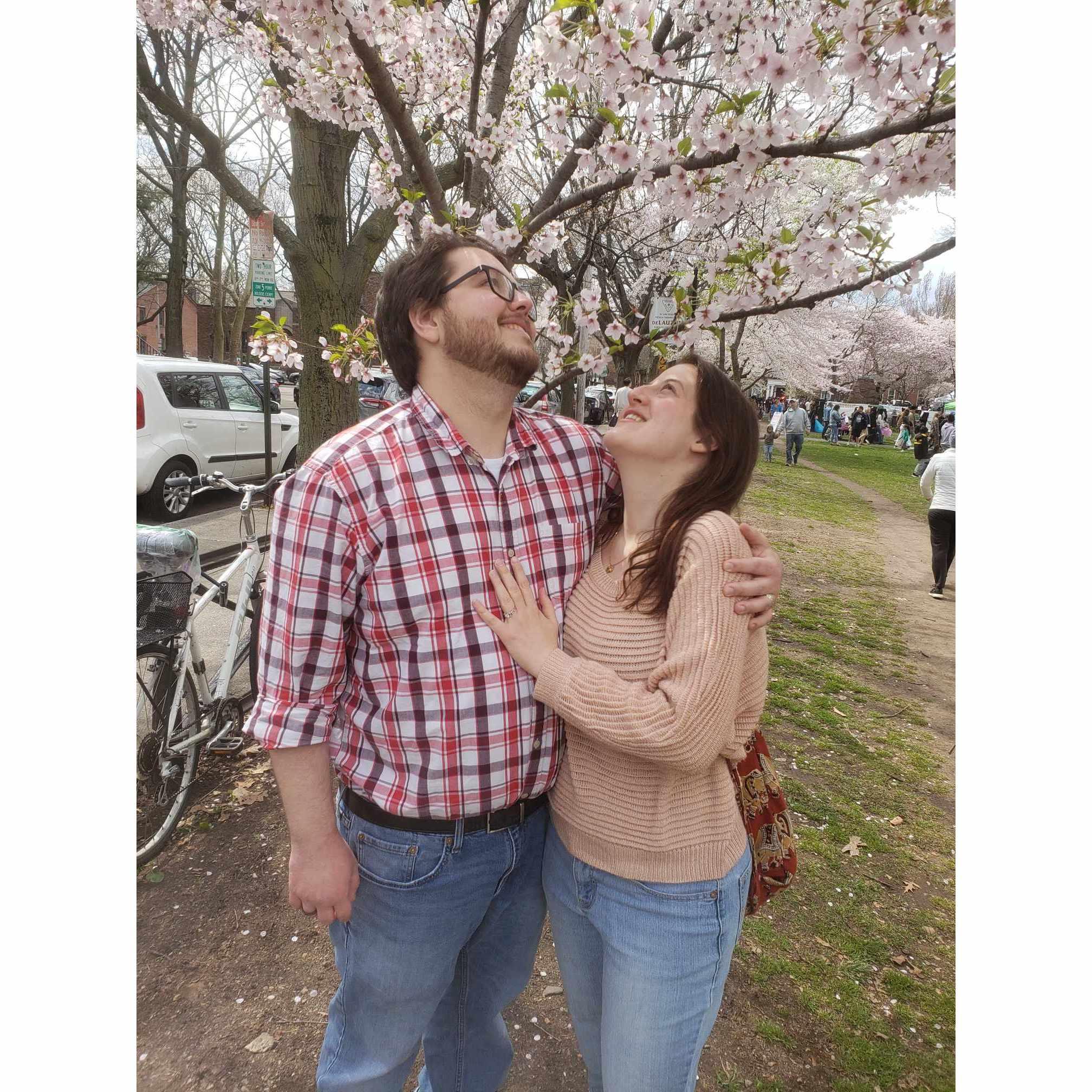 New Haven's Annual Cherry Blossom Festival 2024