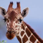 Detroit Zoo