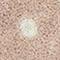 Rose/natural Dot