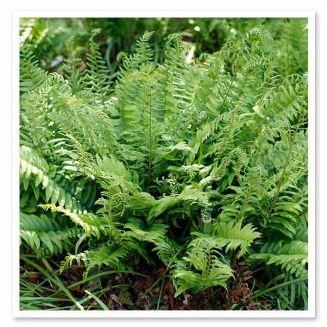 50 Christmas Ferns Bare Root Polystichum...