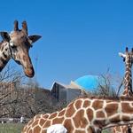 Oklahoma City Zoo