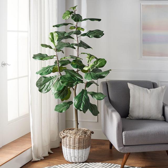 Fiddle Leaf Fig