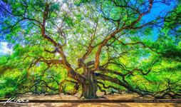 3688 Angel Oak Rd