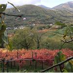 Tenuta San Francesco