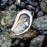 Buck Bay Shellfish Farm