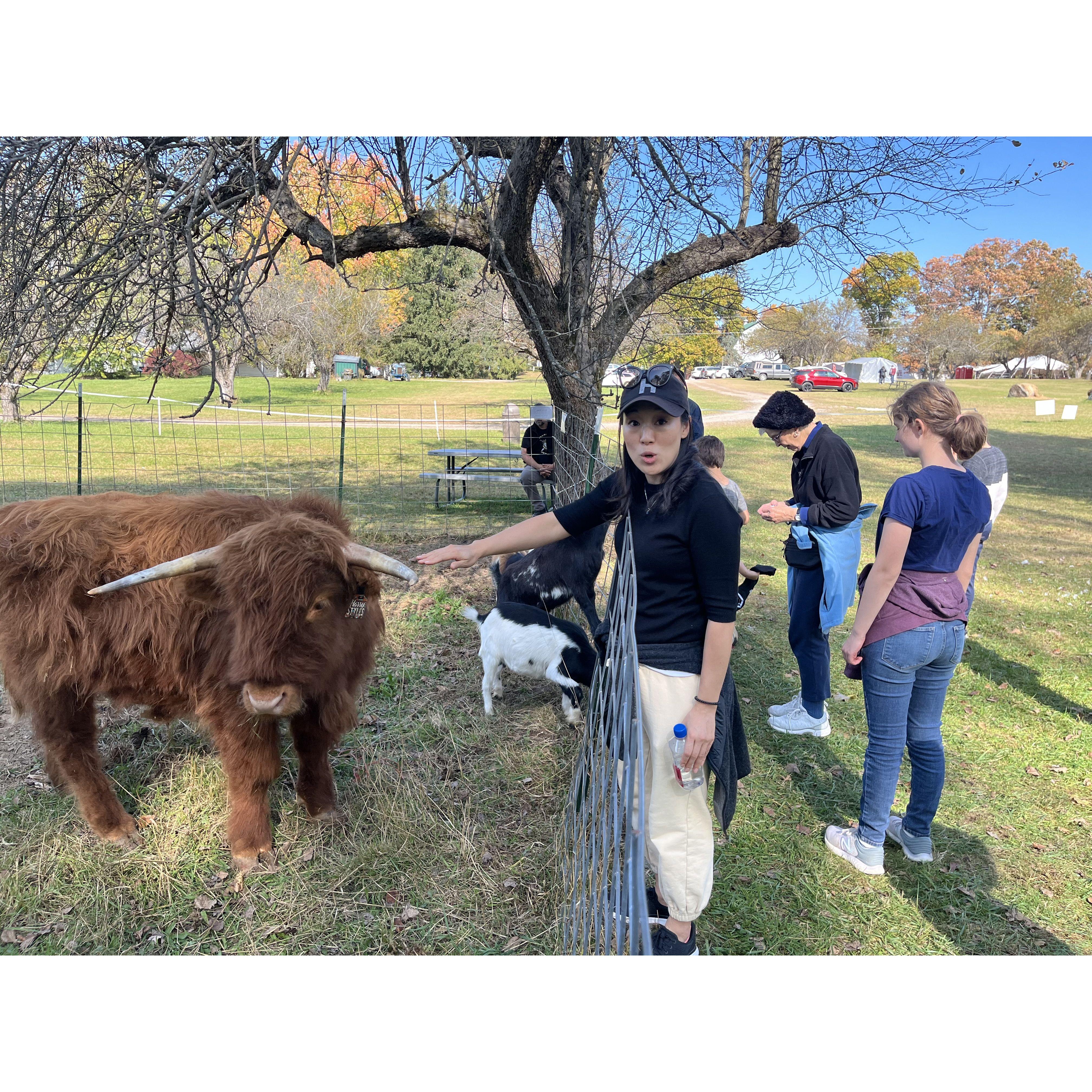 And the cow love continues