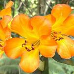 Princeville Botanical Gardens: Walking Tour & Chocolate Tasting