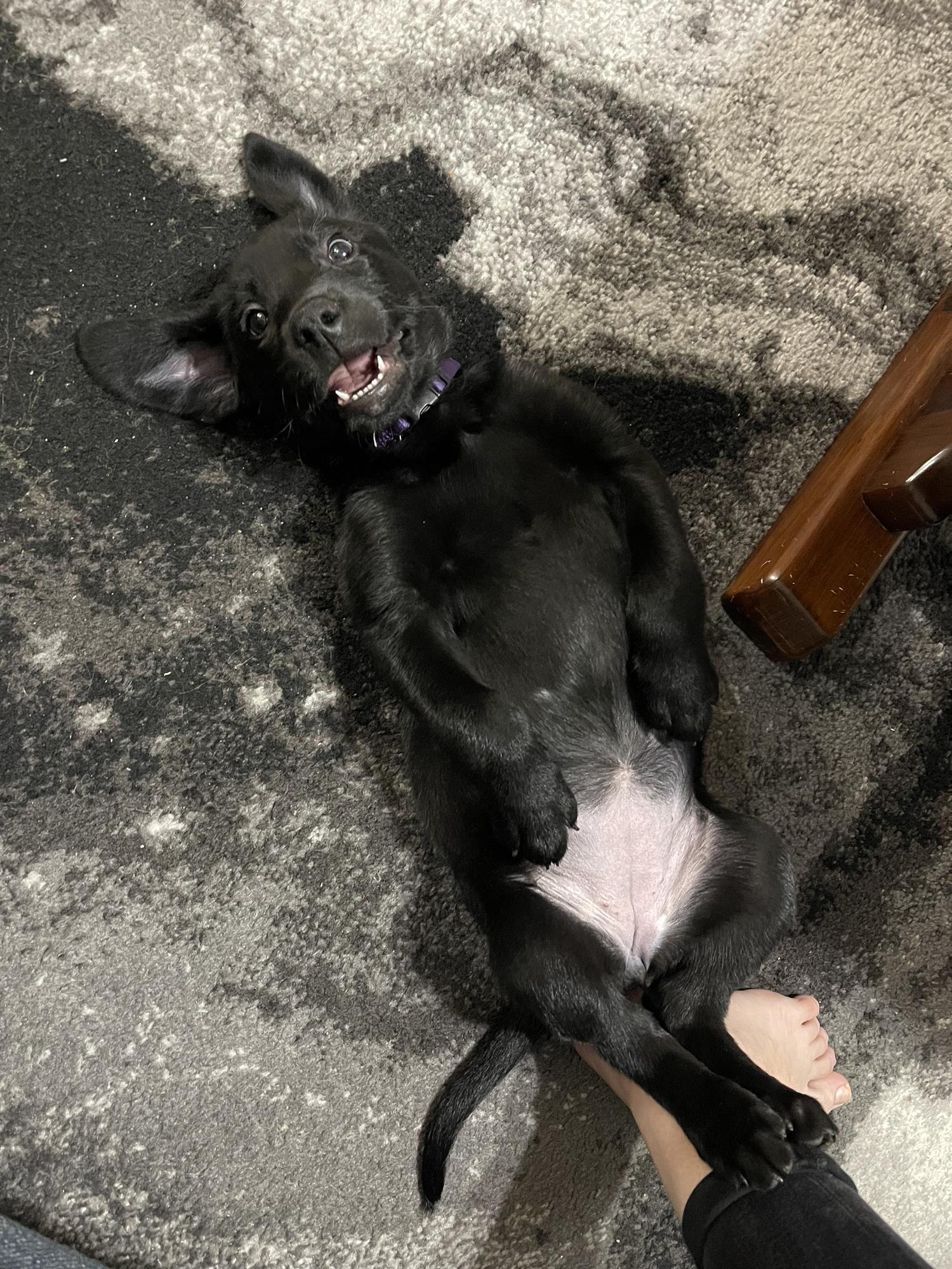 The newest edition to our little fam, Remy!