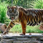 Jacksonville Zoo and Gardens