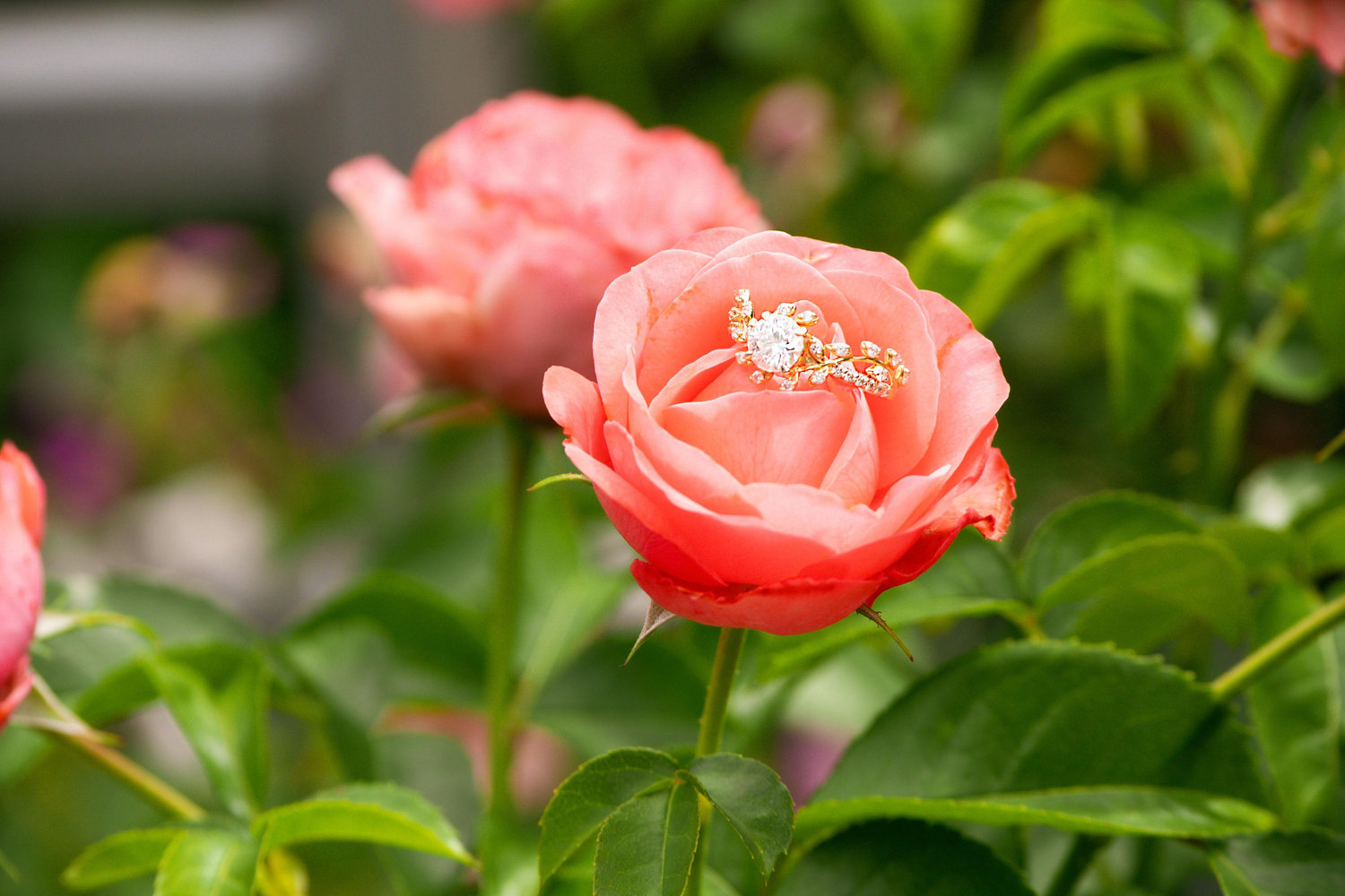 The Wedding Website of Emily Betteridge and Jesse Lawson