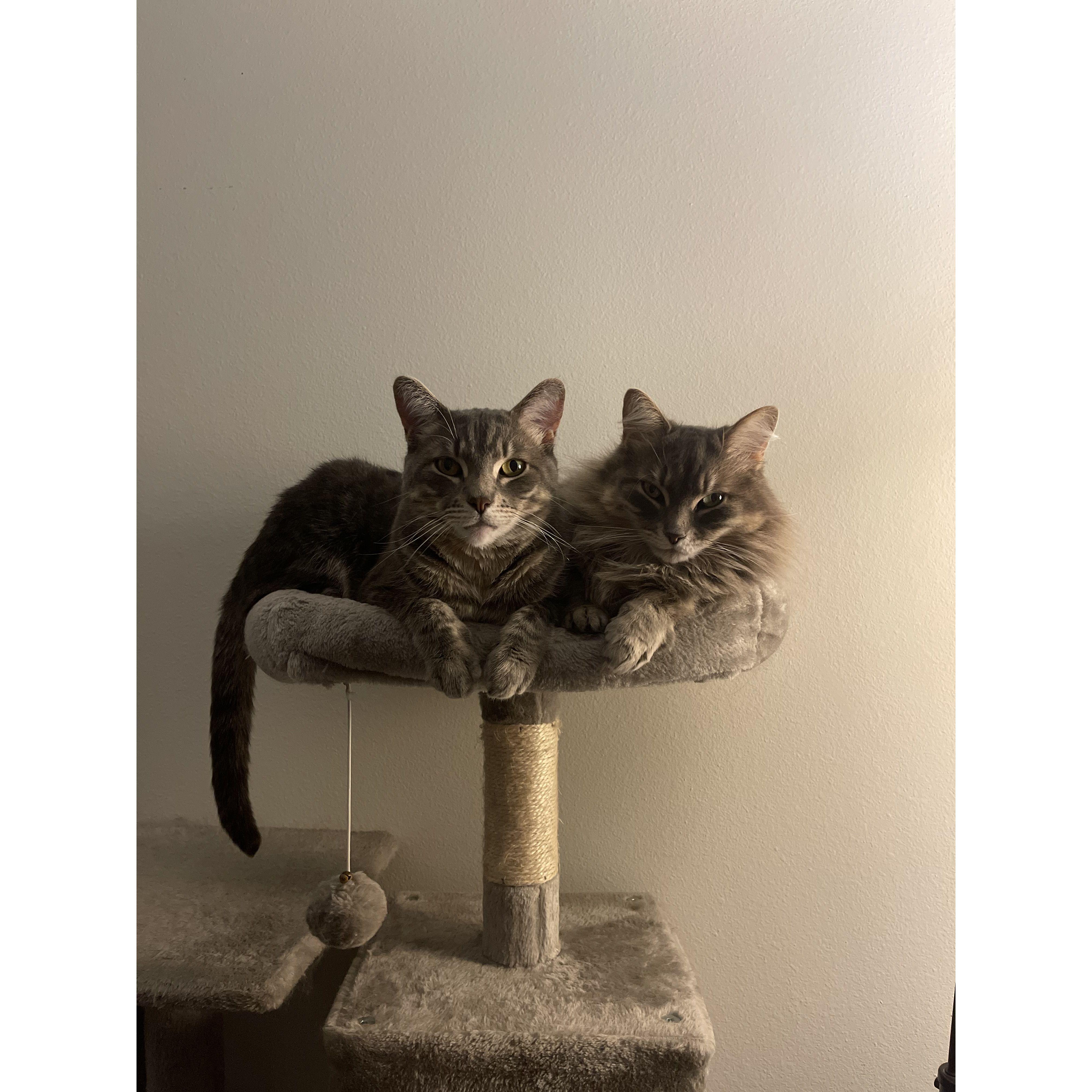 Meeko & Nala, Derek and Catherine’s two cats. Catherine came into the relationship with the two of them after adopting them in college. After some warming up to them, Derek and the cats are now inseparable.