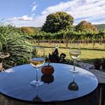 Montifalco Vineyard