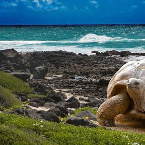 Galapagos Islands trip fund