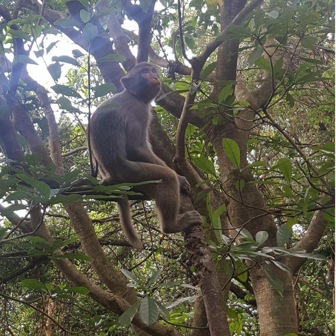 One of the monkeys on Lion Rock Mountain.