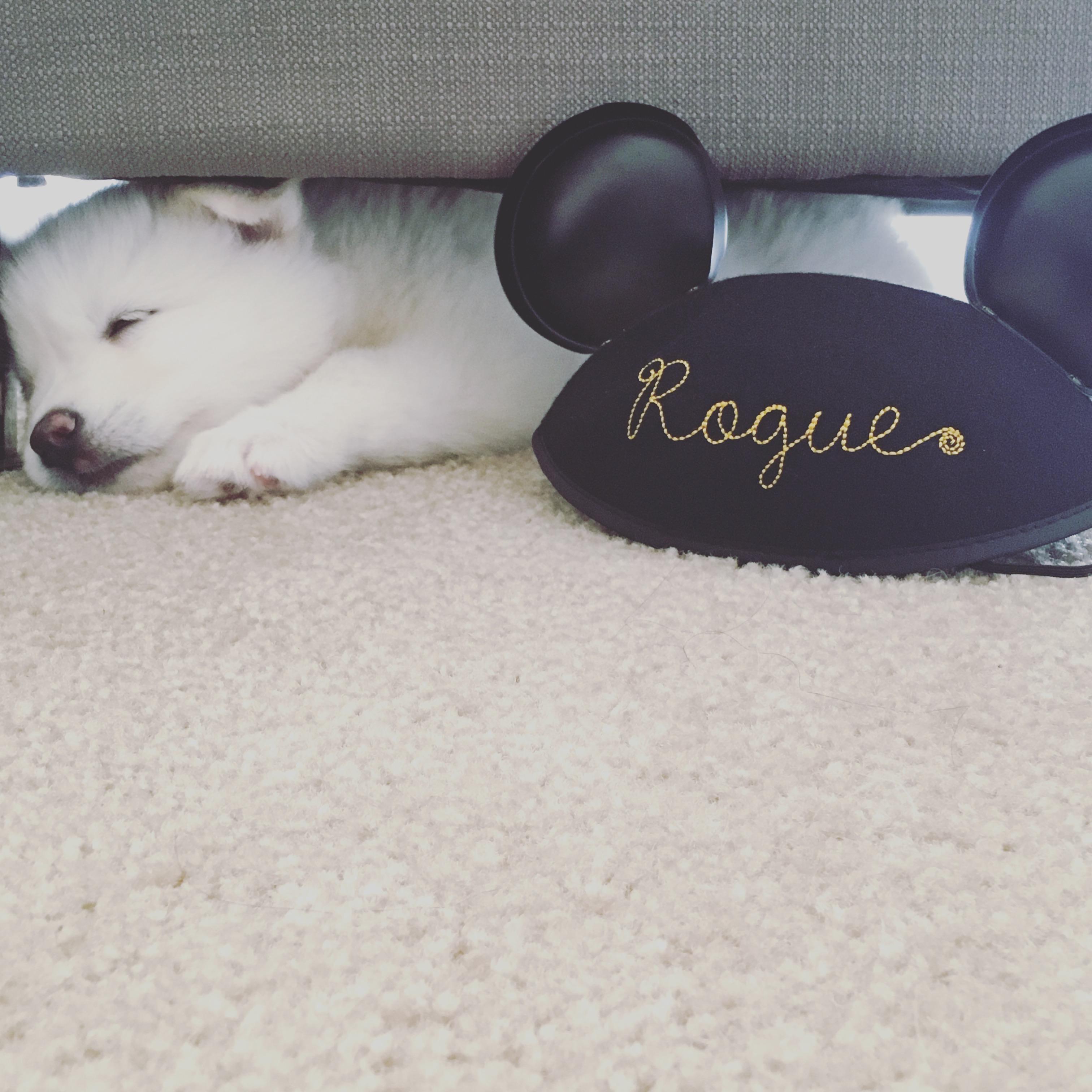 2017: Rogue has a new home.