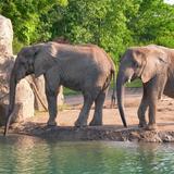 Birmingham Zoo