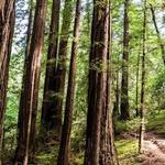 Muir Woods National Monument