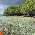 Mangrove Point