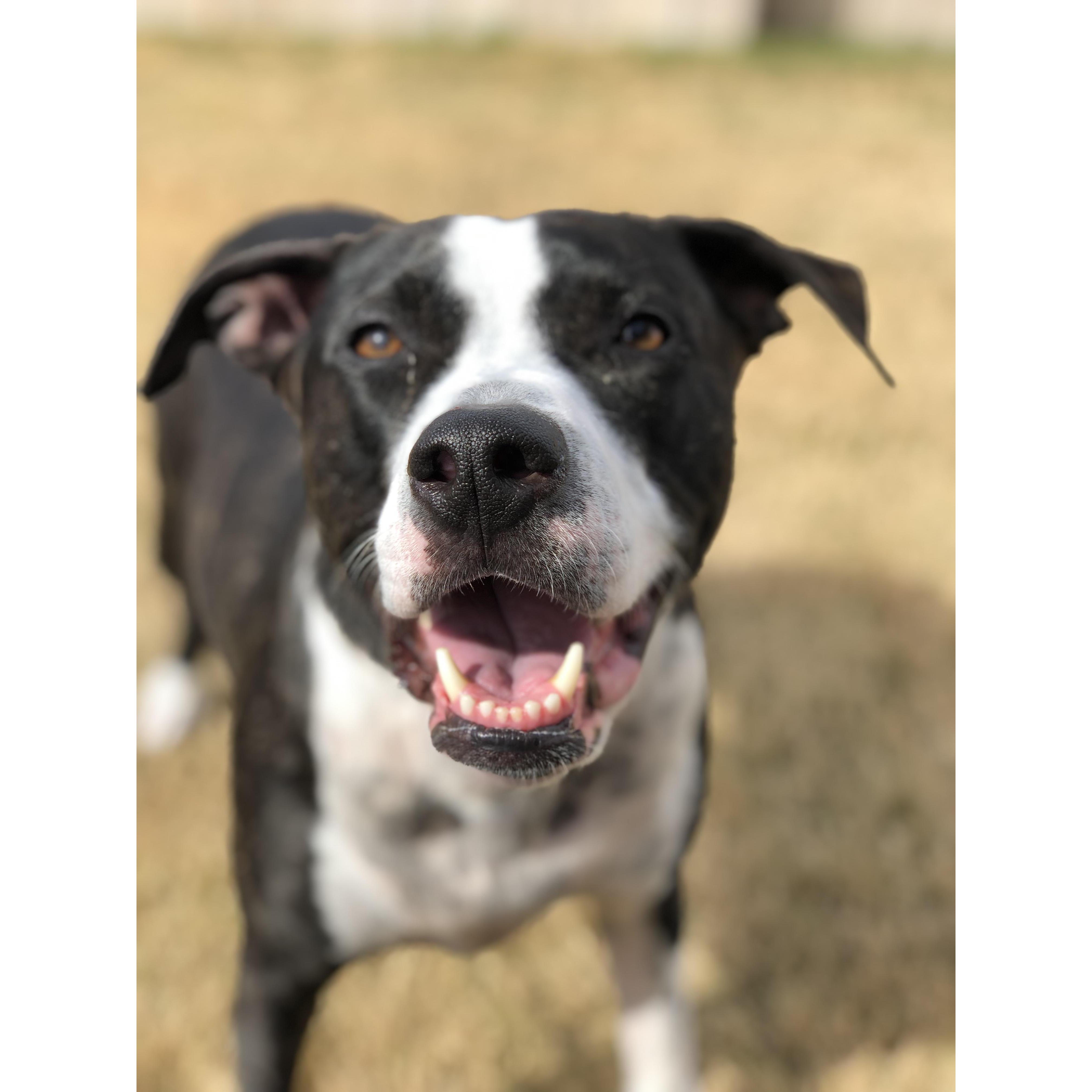 Millie has the best smile!
