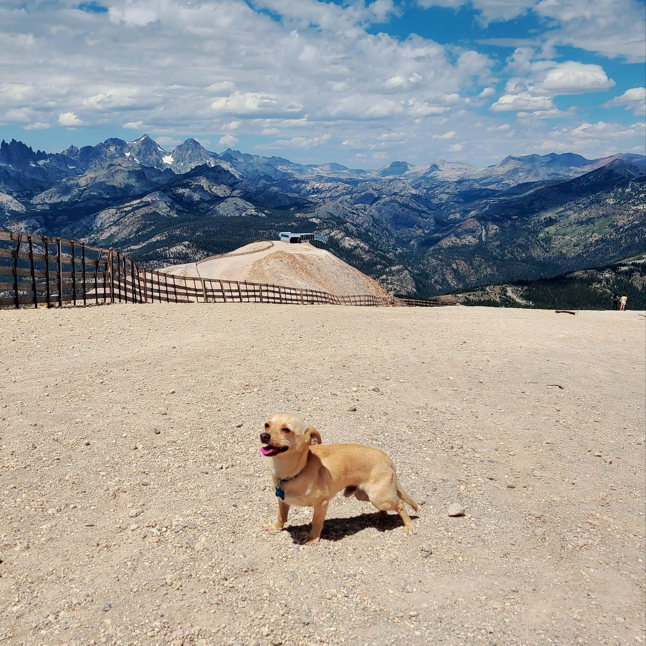 Mammoth