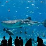 Georgia Aquarium