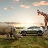 Lion  Country  Safari