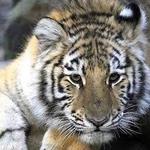 Claws 'N' Paws Wild Animal Park